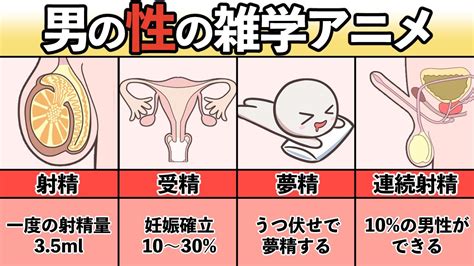 夢精とは|夢精とは？ 意味をやさしく解説